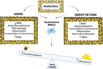 The pathophysiology of osteoporosis in obesity and type 2 diabetes in aging women and men: The mechanisms and roles of increased bone marrow adiposity